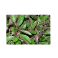 Ponnaganni keerai cleaned (ஆய்ந்த பொன்னாங்கண்ணி கீரை ) 220g-250g