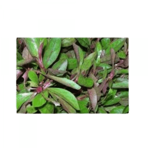 Ponnaganni keerai cleaned (ஆய்ந்த பொன்னாங்கண்ணி கீரை ) 220g-250g
